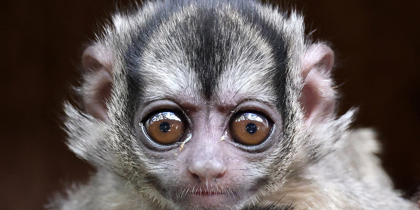 Night Monkey in Darien National Park, Panama