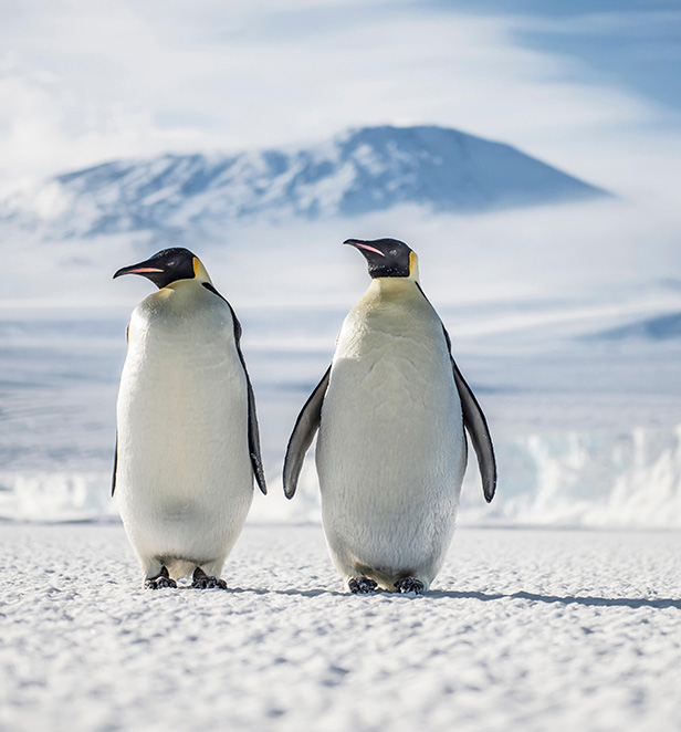 Emperor Penguins 
