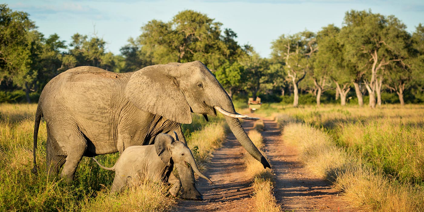 A mother and baby elephant on an African Safari 