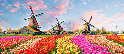Colourful tulips and windmills at Veere, Netherlands