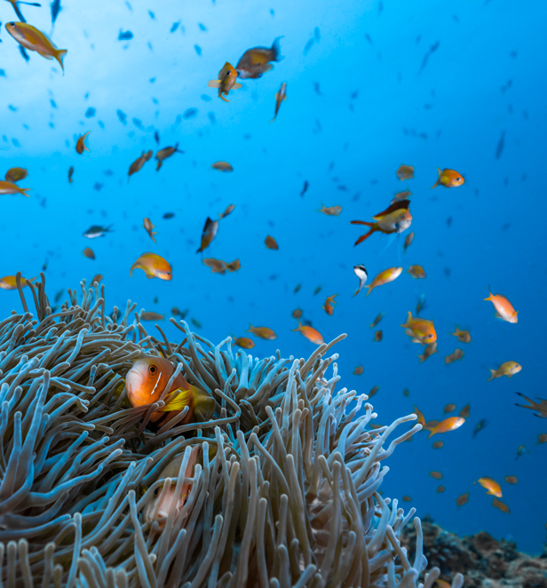 Underwater photograph of fish taken by Jake Wilton