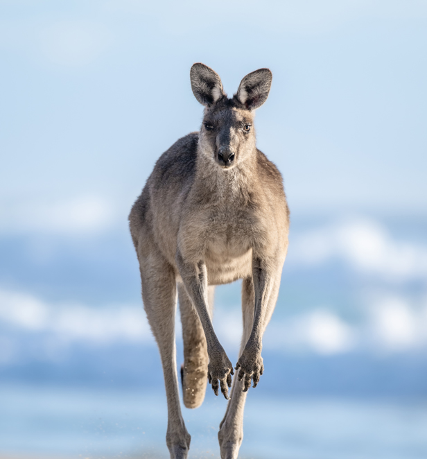 Photograph of Kangaroo taken by Jake Wilton