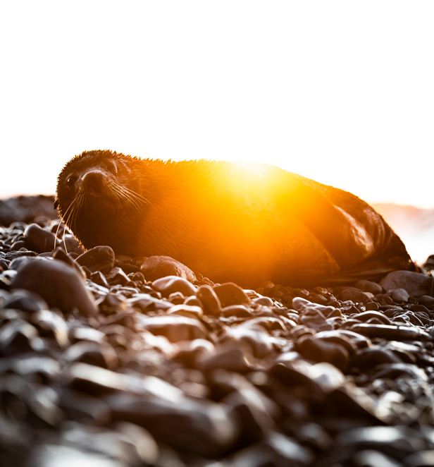 Photograph of seal pup taken by Jake Wilton