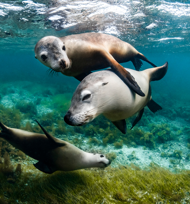 Underwater photograph of seals taken by Jake Wilton