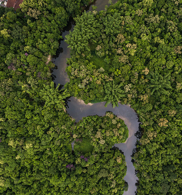Ariel view of the Amazon Rainforest