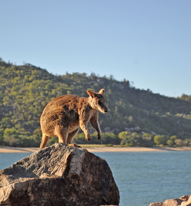 Wallaby on rock at Magnetic Island
