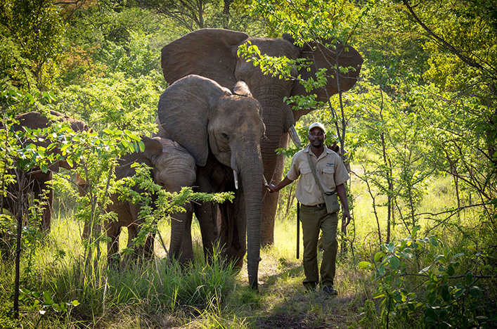 Wild Horizons Elephant Sanctuary, Zimbabwe