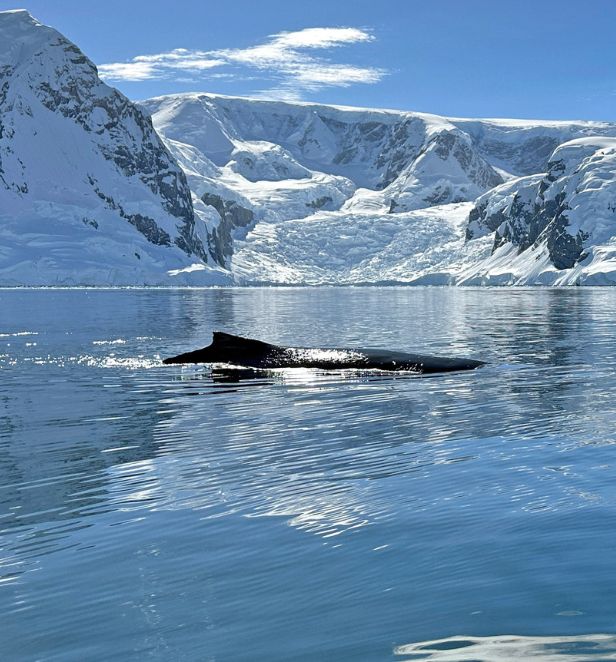 Humpback whale in Antarctica