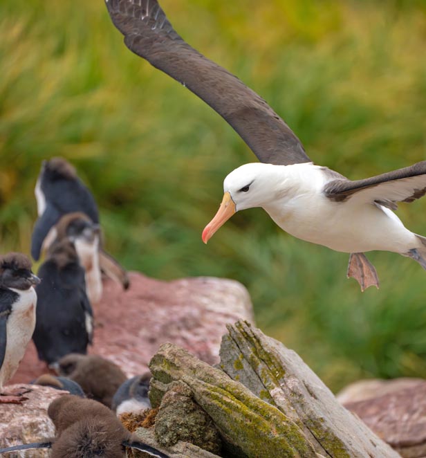 Albatross and Rockhopper Penguin chicks in the Falklands