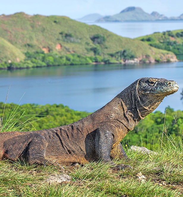 Komodo Dragons, Komodo Islands