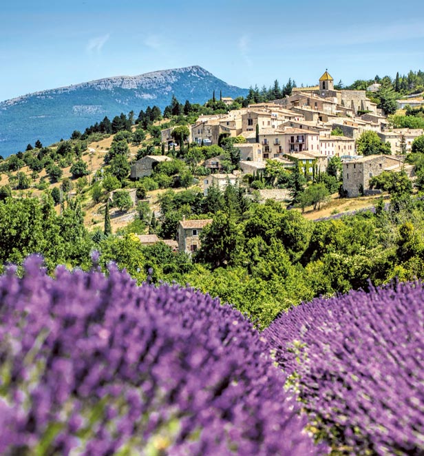 Lavender Fields, Luberon, South of France