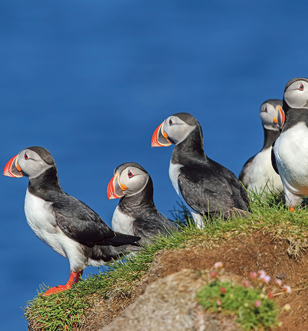 Puffins in Látrabjarg, Iceland